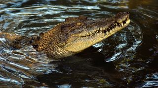 A freshwater crocodile