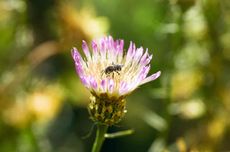 Tarapaca_flower.jpg