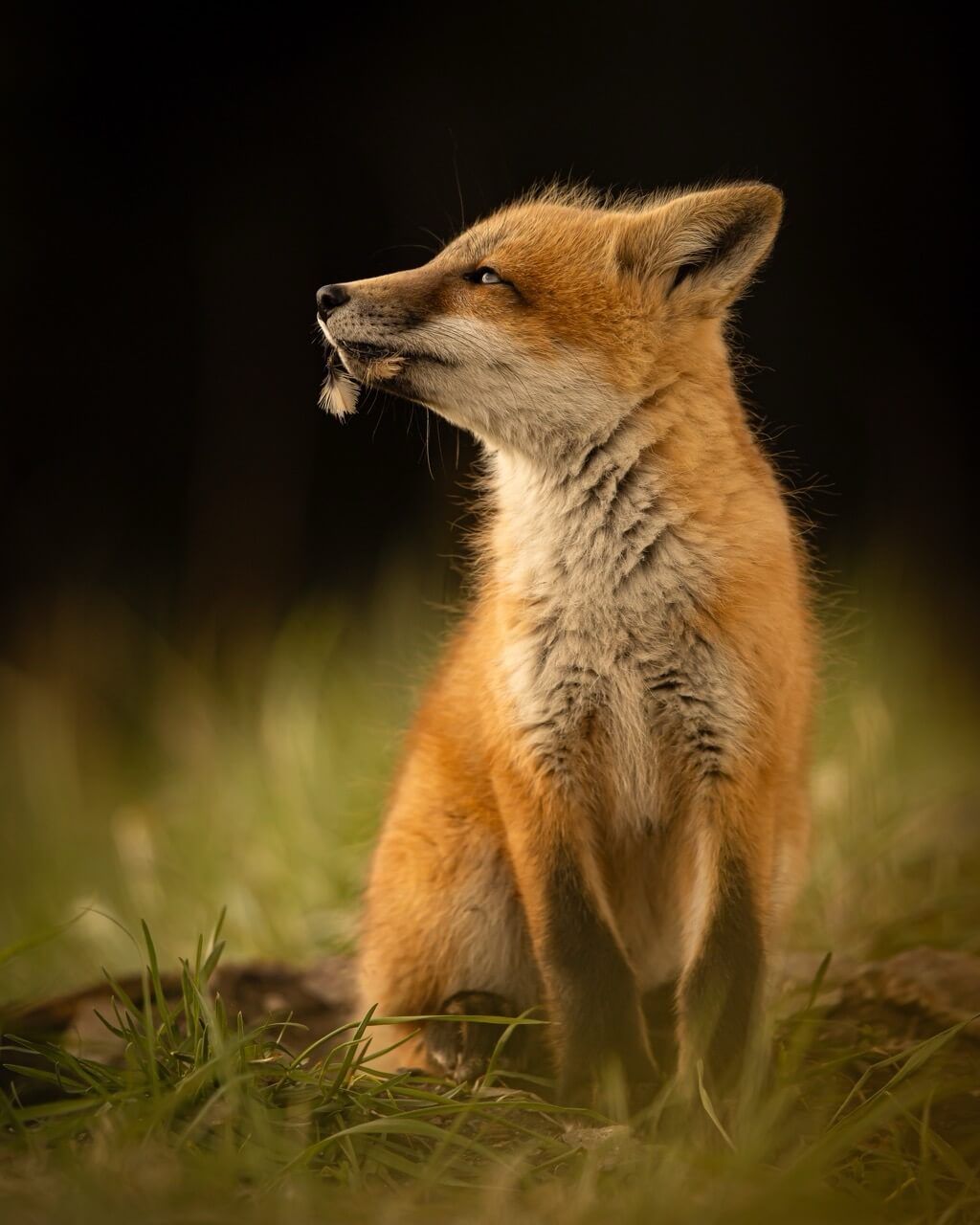 Animal