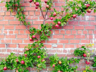 espalier apple tree on brick wall