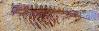 Fossilized Big-Clawed Megacheiran