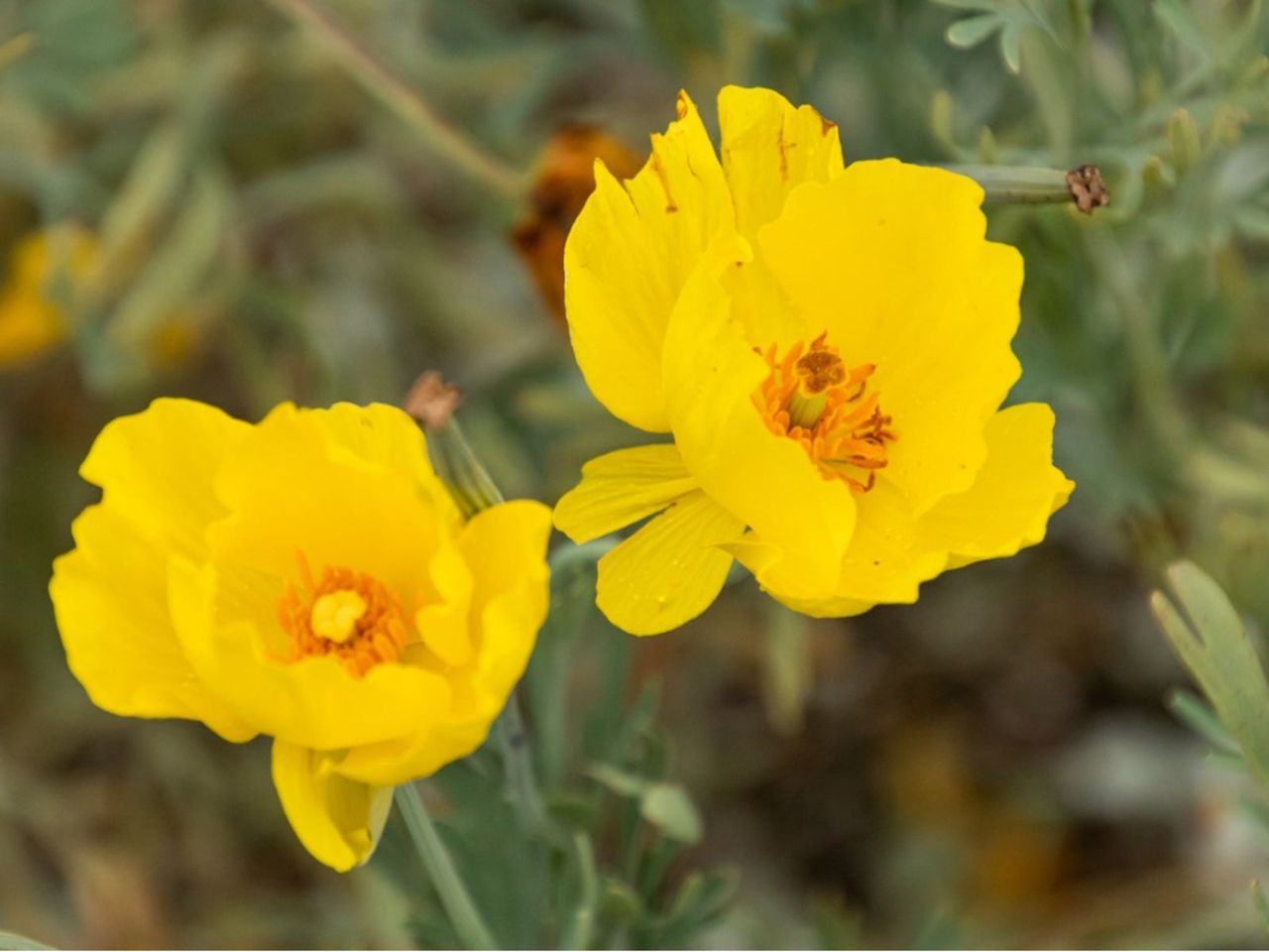 Yellow Mexican Tulip Poppies