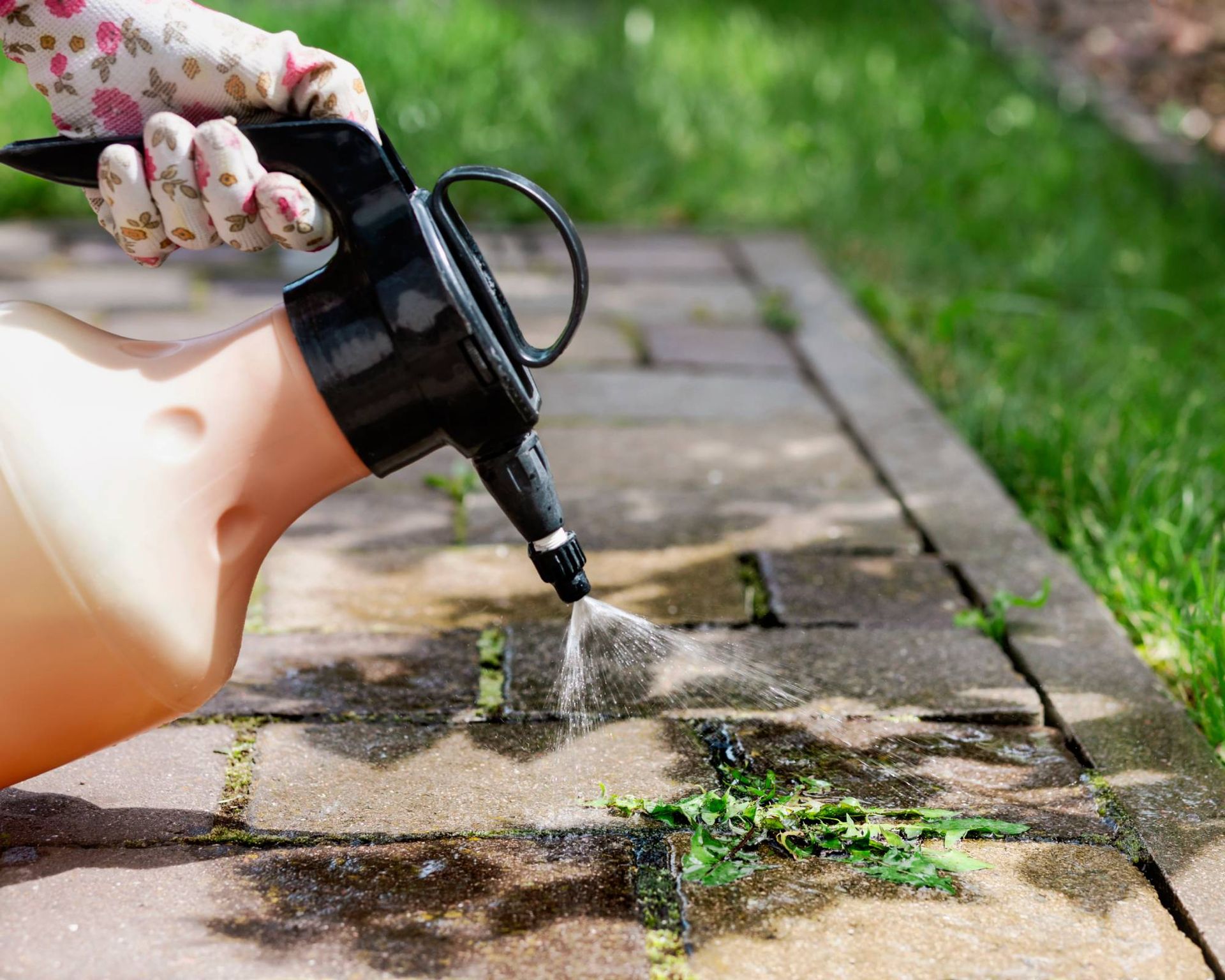 Spraying weeds with killer