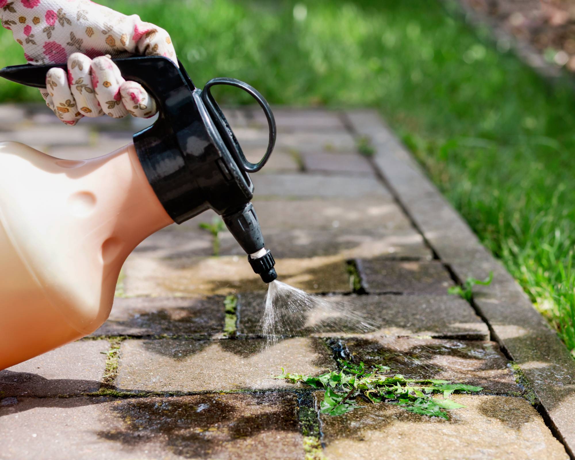 Spraying weeds with killer