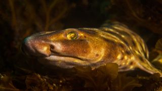 Swell sharks can swallow water to make themselves double in size.