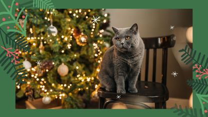 Grey cat sat beside a Christmas tree to support cat proof Christmas tree ideas