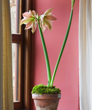 amaryllis flower in terracotta pot indoors