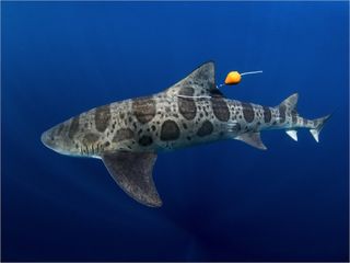 After placing an acoustic tracker on each of the 26 leopard sharks, the researchers dropped the sharks off at a location 6 miles from shore.