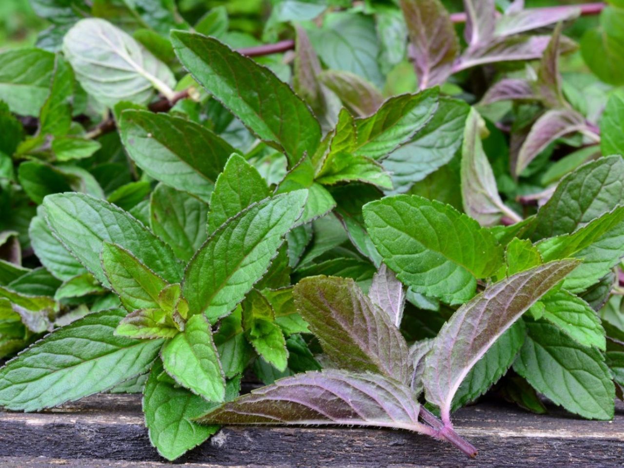 Watermint Plants