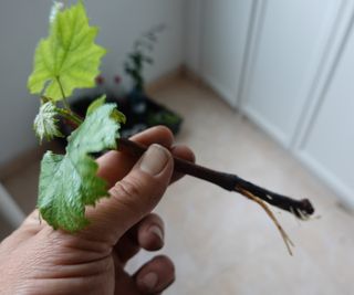 Cutting of a grape vine