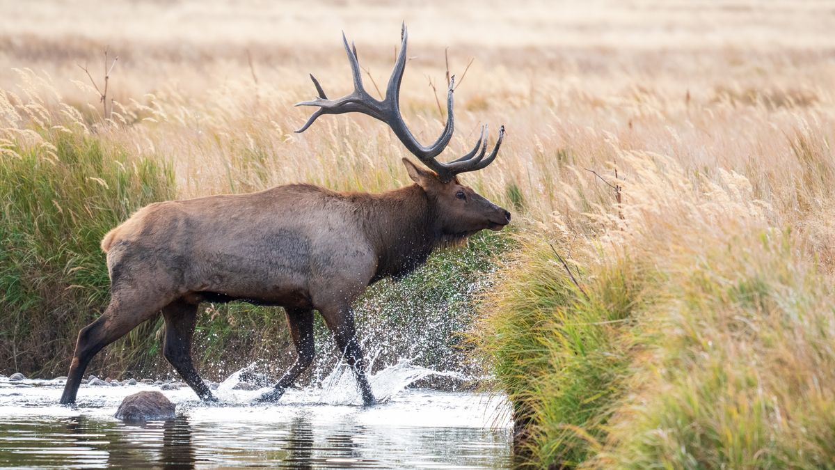 Bull elk crossing stream