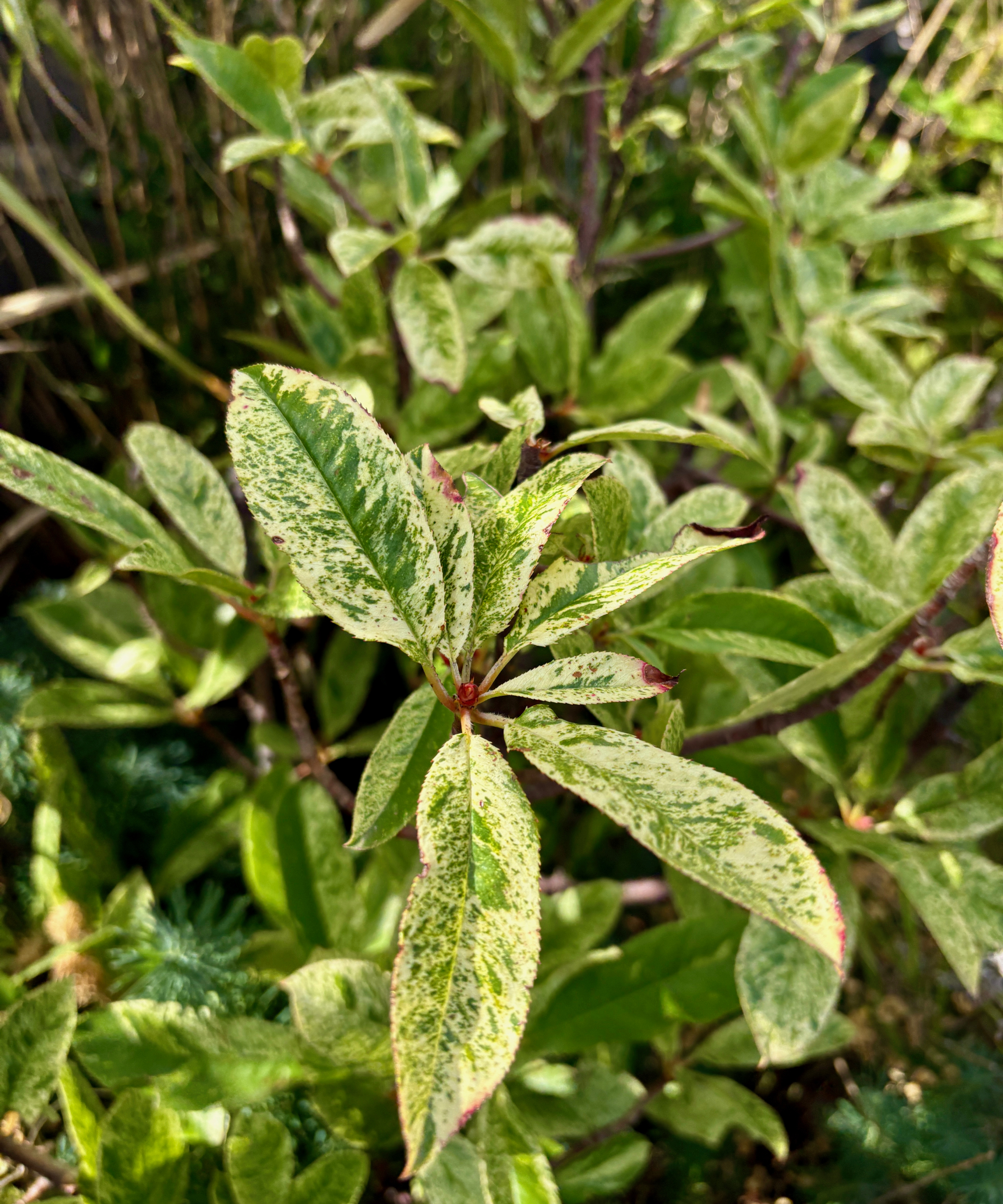 photinia pink crispy