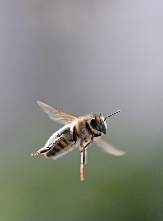 honeybee flies through the air.