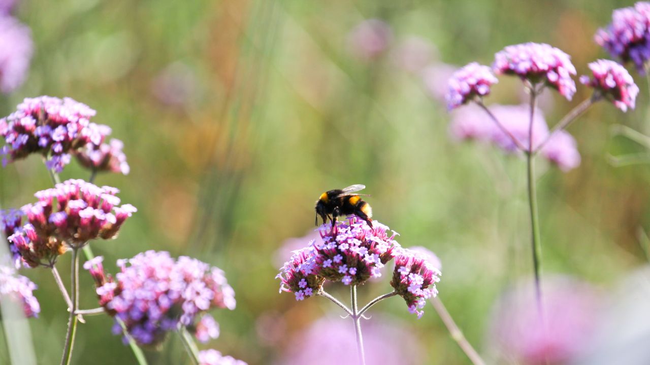 Verbena with purple flower and pollinator