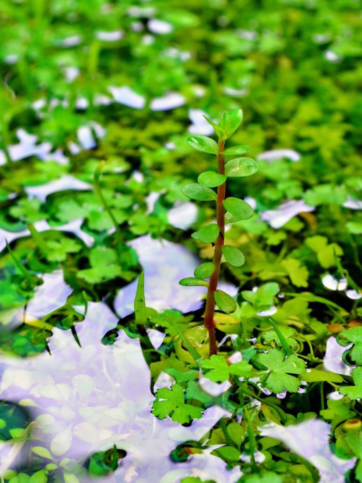 Growing a Rotala Rotundifolia Plant in an Aquarium