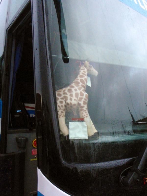 Apparently giraffes inhabit Belgium too: A mascot in the Milram team bus