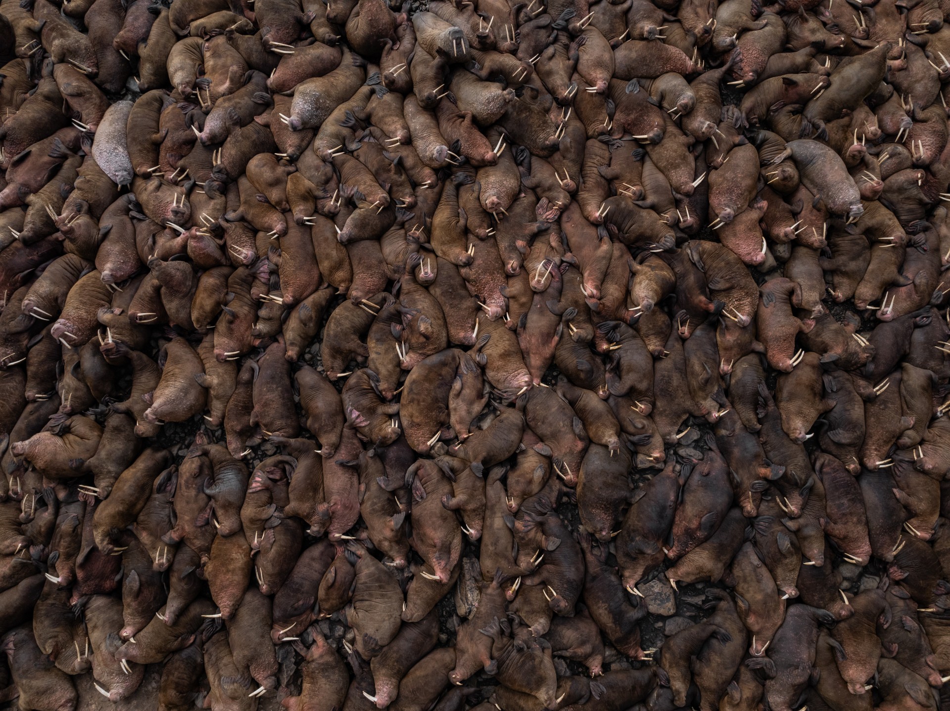 A straight-down aerial view of hundreds of Pacific walruses packed so densely across a Russian shoreline that their tusks and wrinkled brown bodies fill the entire frame