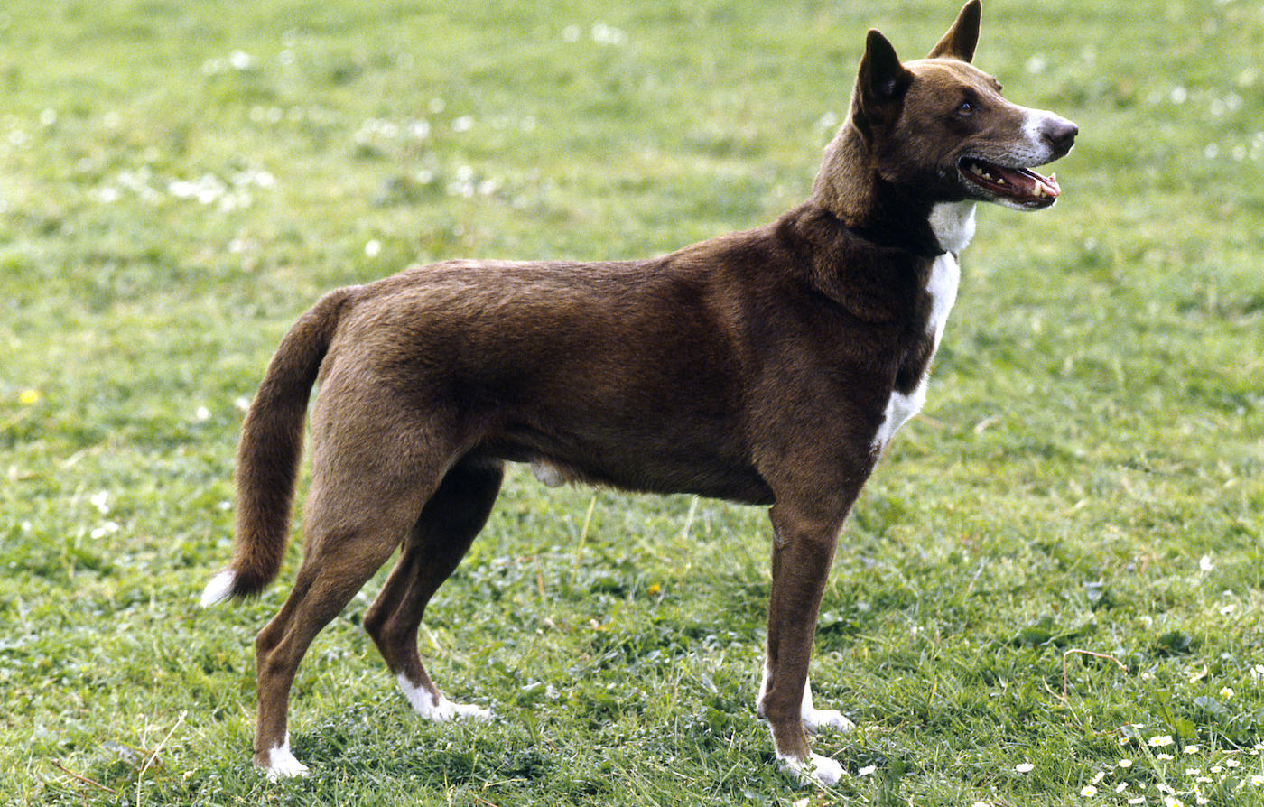 Canaan dog: one of the world's rare dog breeds
