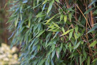 A close up of a bamboo hedge