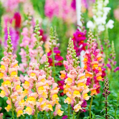 Colorful snapdragons growing in spring flower border