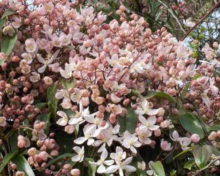 clematis armandii ‘Appleblossom’ in bloom
