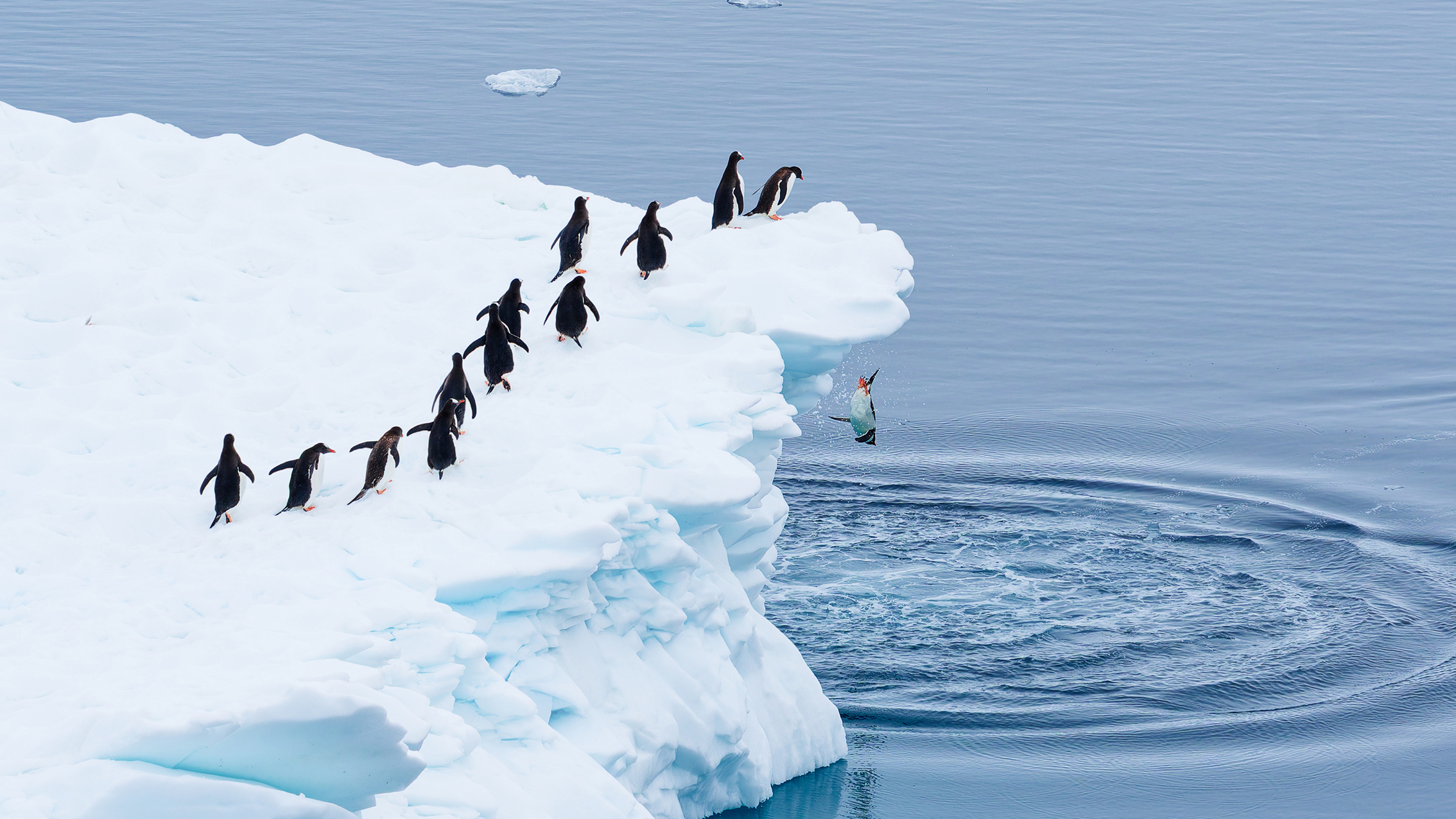 A group of penguins stand on an iceberg's edge, while one leaps into the ocean below, creating a splash in tranquil waters