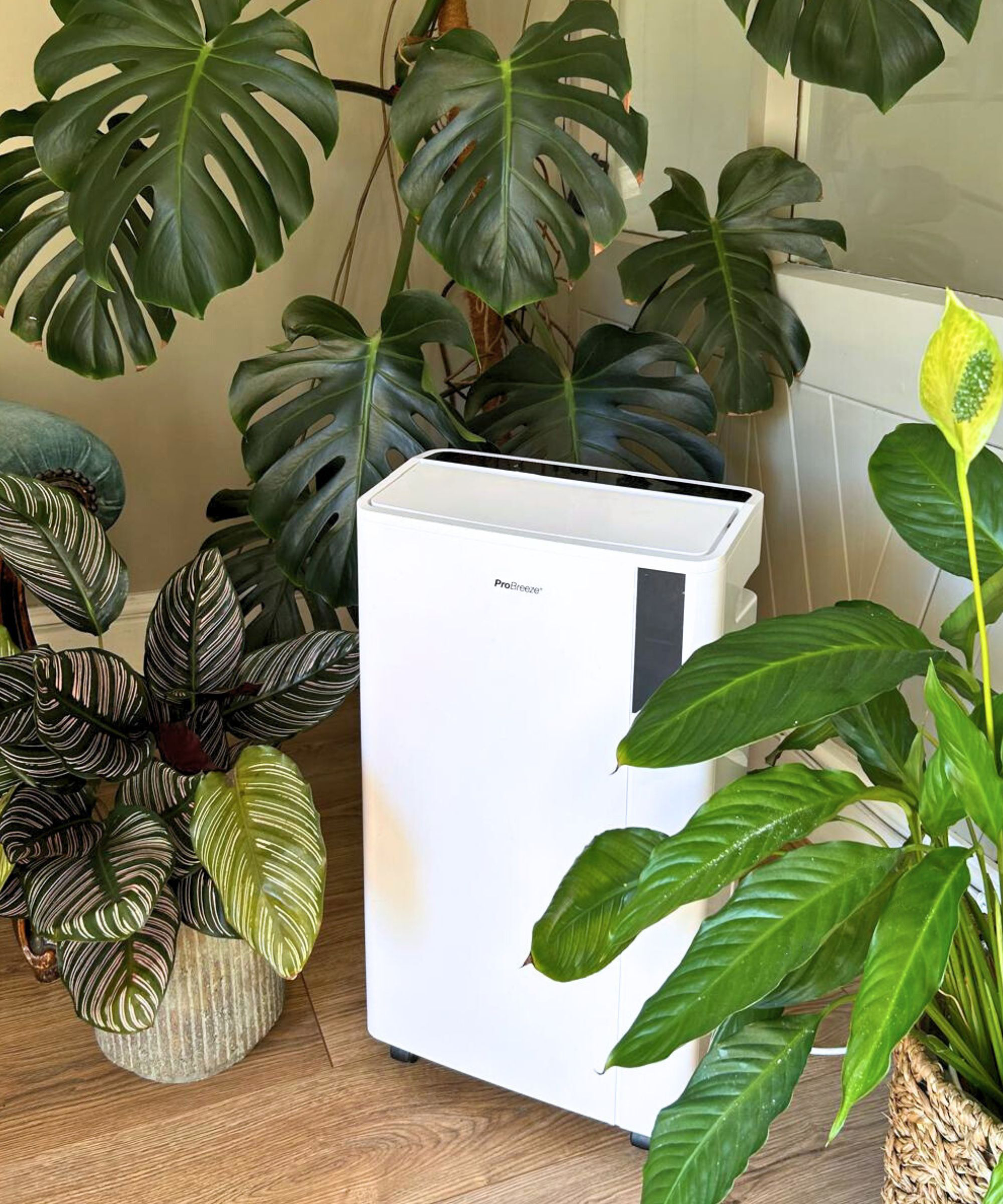 dehumidifier surrounded by several houseplants