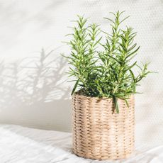 Potted rosemary plant