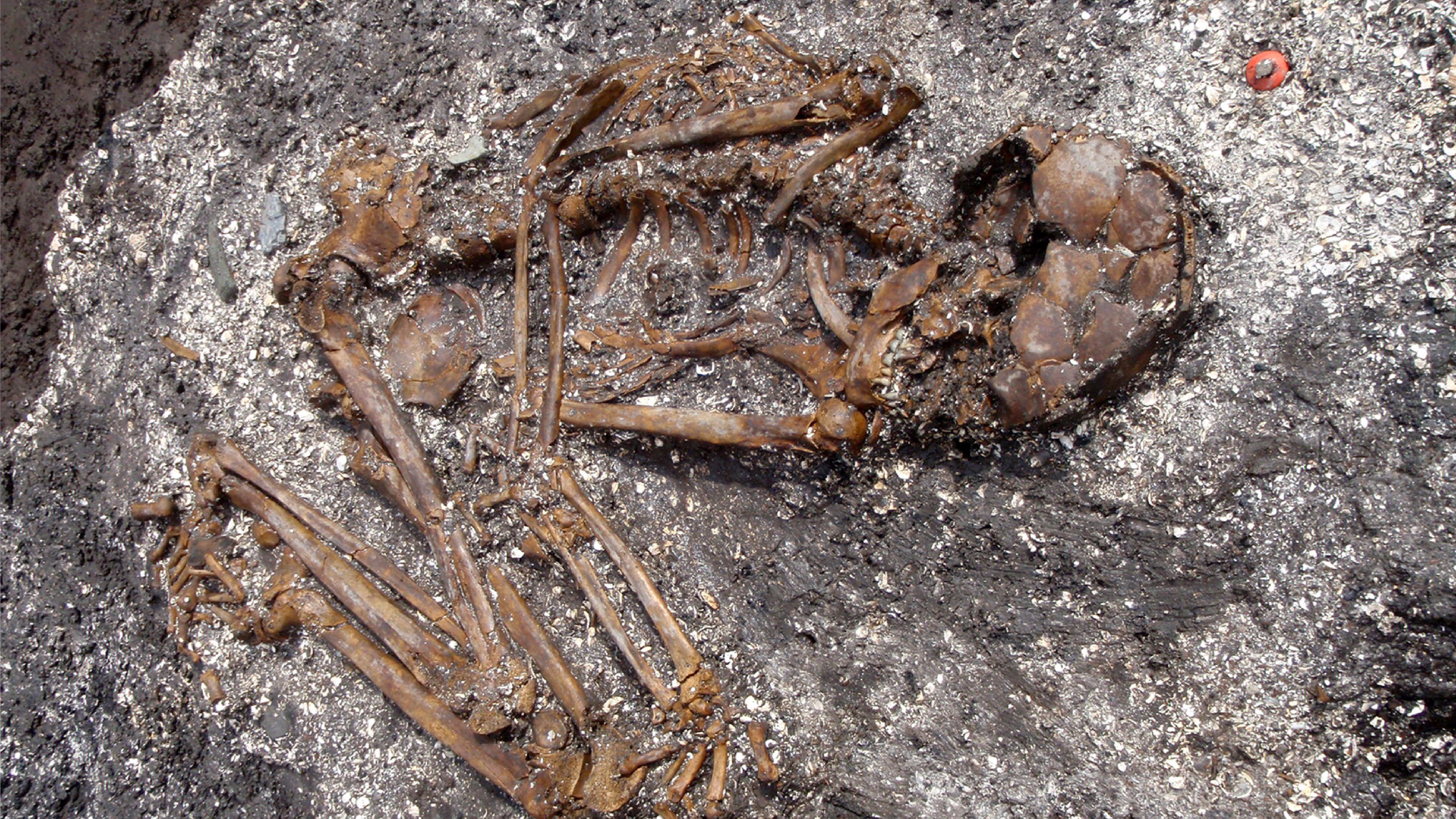 Ein vergrabenes Skelett aus der frühen Jomon-Zeit.