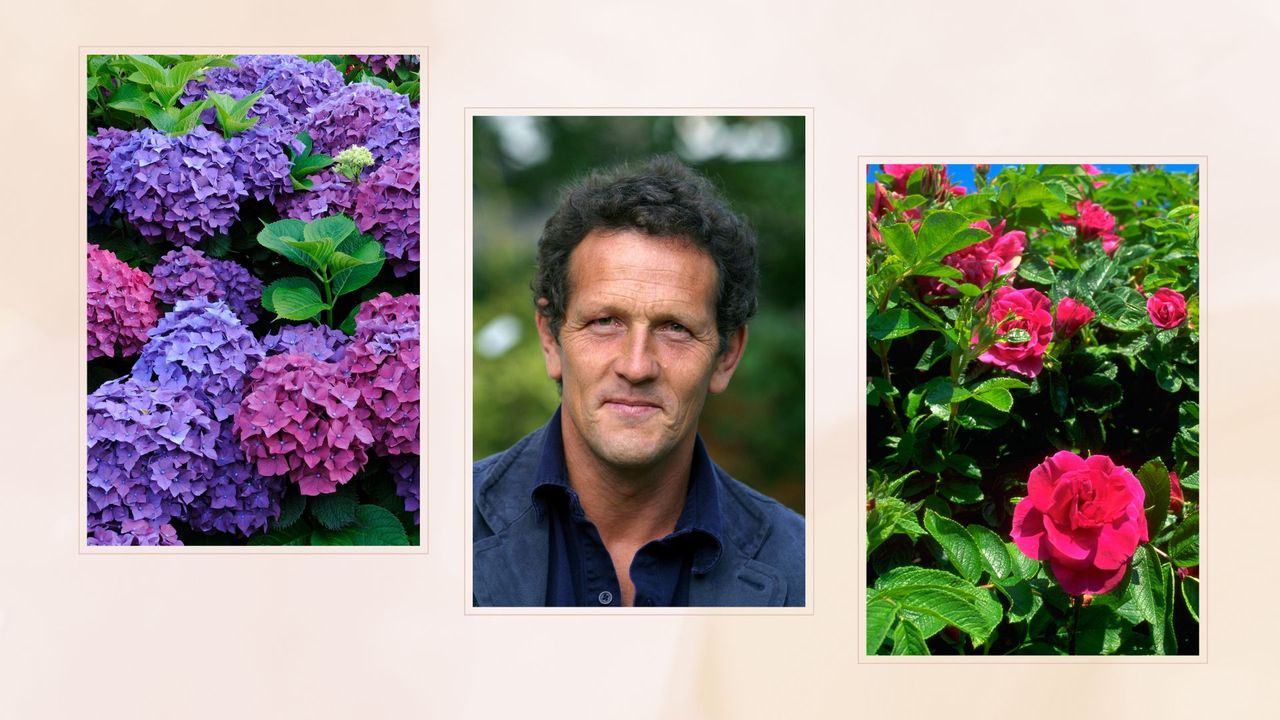 composite of hydrangeas, picture of Monty Don and a rose bush to support an article based on Monty Don&#039;s March planting advice