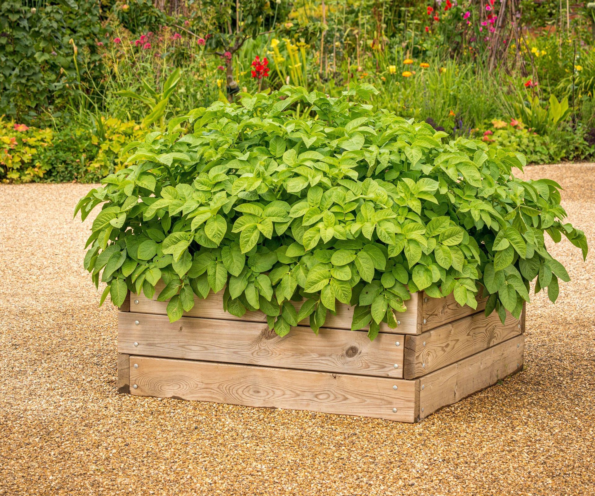Potatoes growing in a wooden container