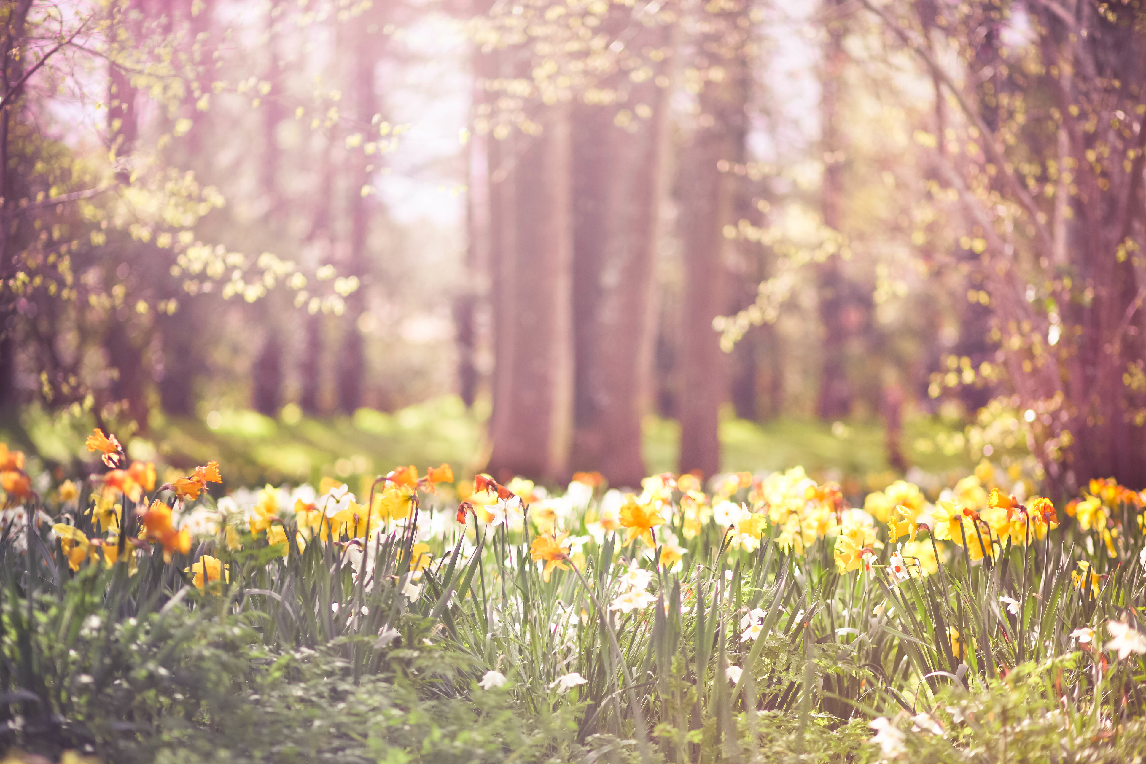 Woodland filled of yellow and orange daffodils in spring in Dorset