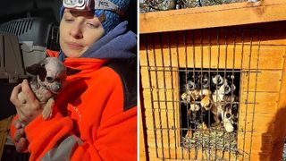 Polish animal charity Dioz rescues over 100 animals from Ukraine