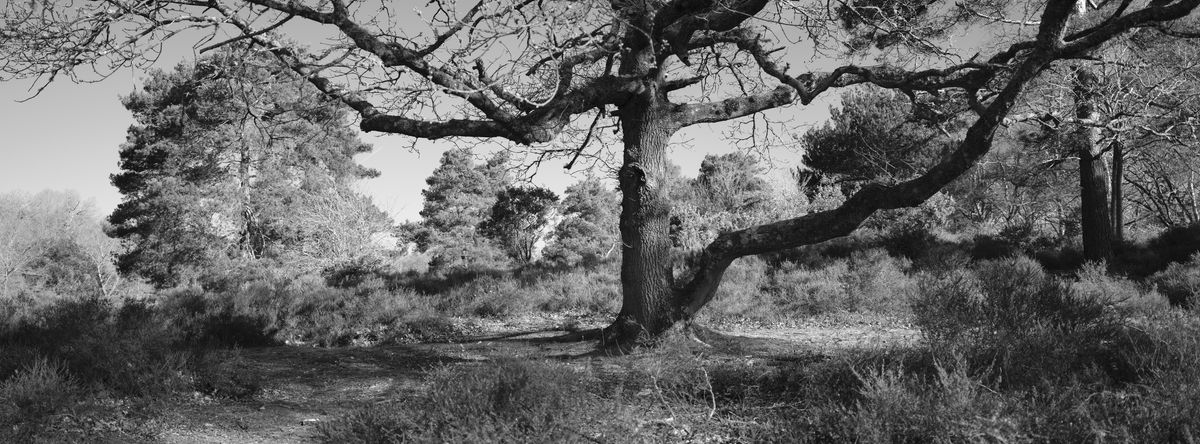 A large tree in an open common, black and white