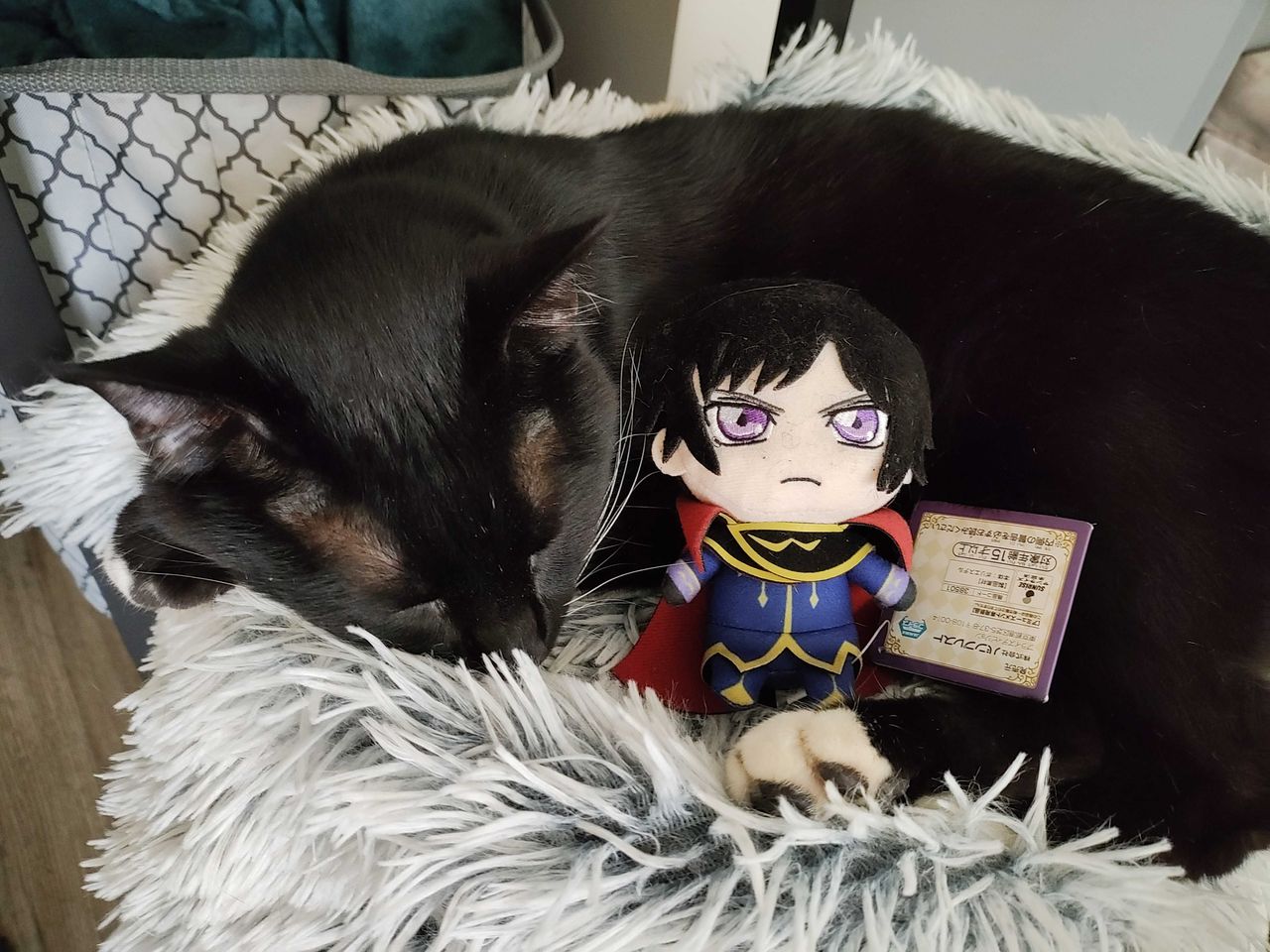 A cat with a plush toy