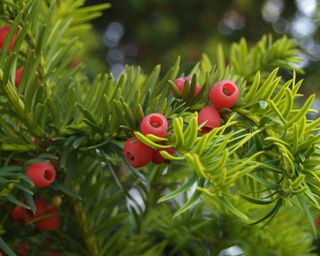 Identifying-british-trees-English-Yew-2-The-Woodland-Trust