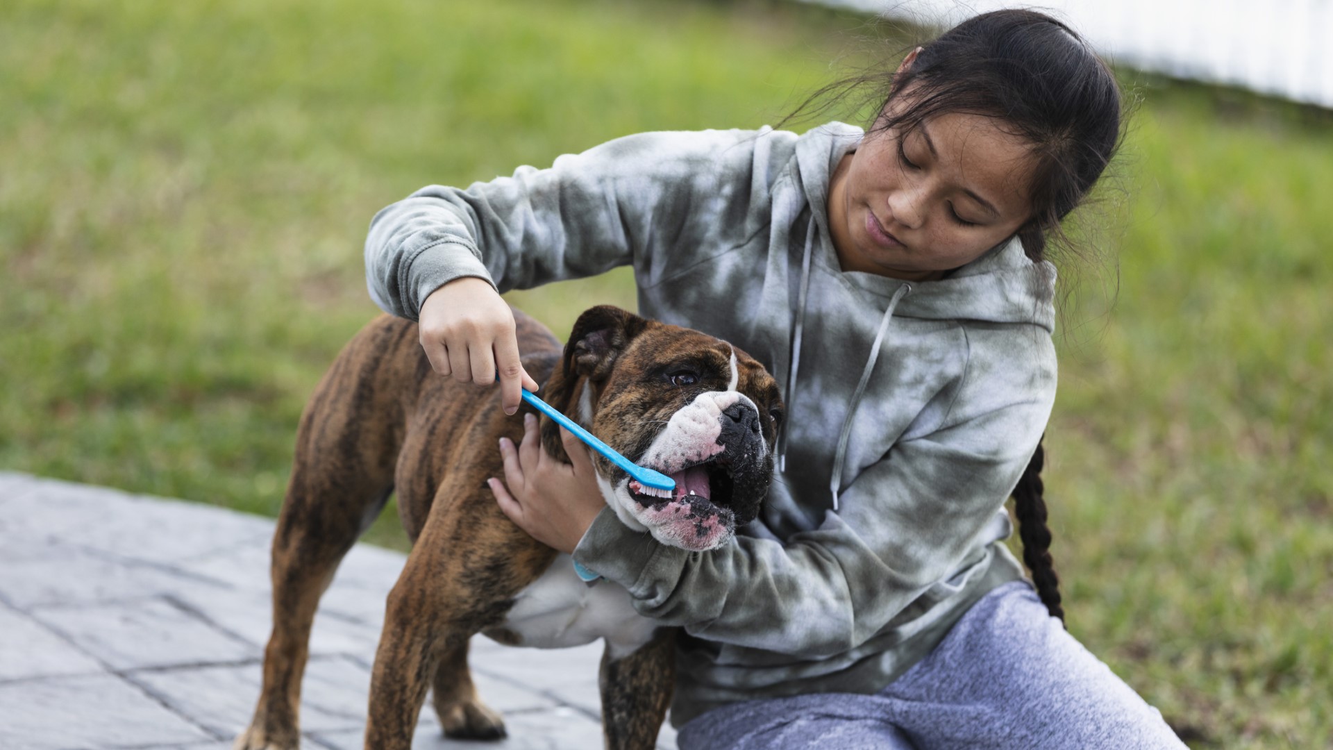 a woman brushes her bulldog's teeth outside