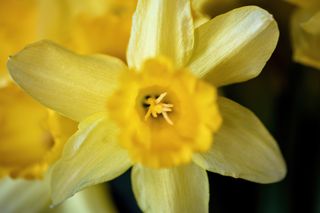 A close of of a Daffodil in Detail