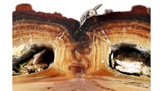 A cross-section of a diabolical ironclad beetle reveals layers of lateral support inside its exoskeleton.