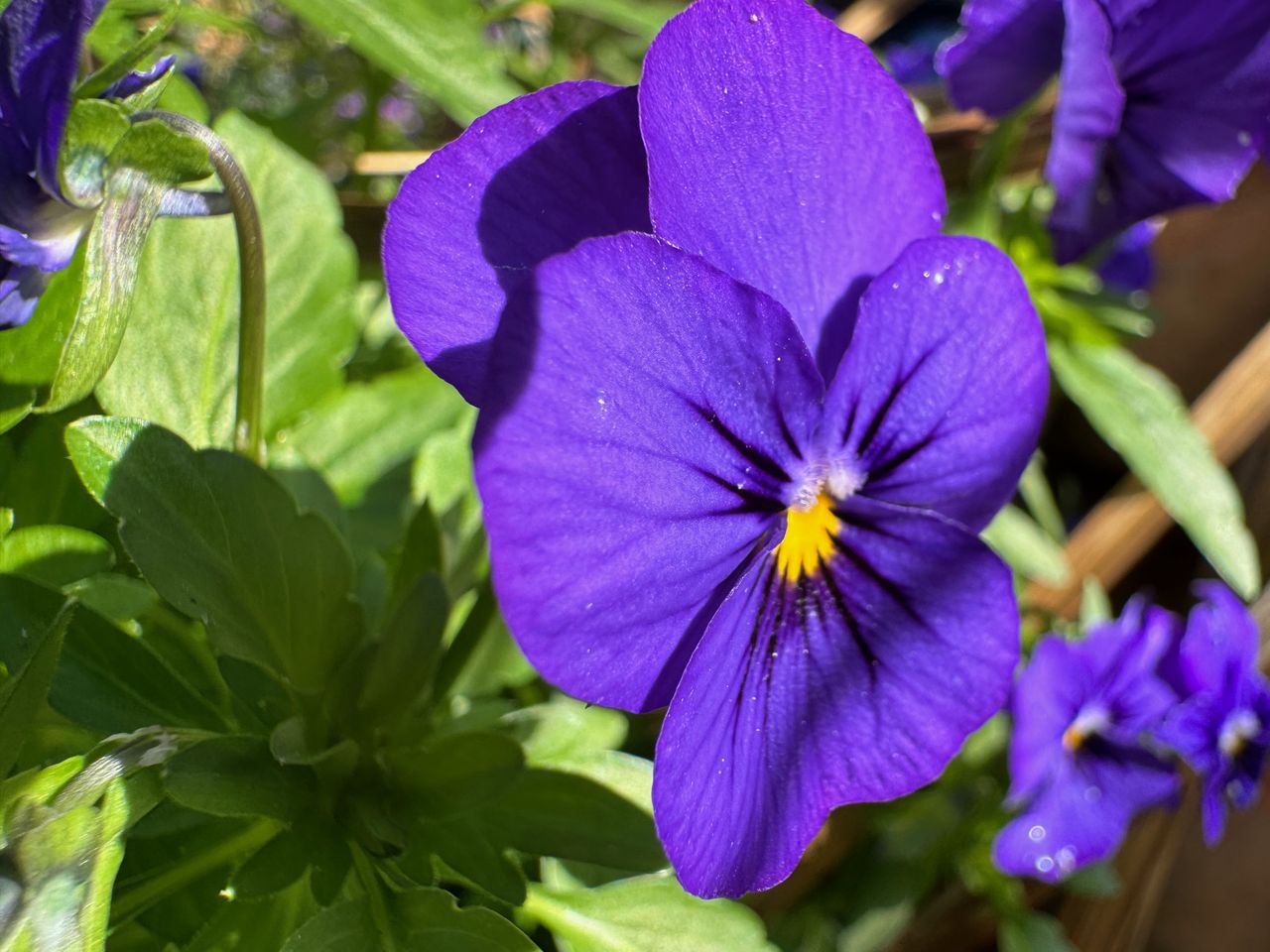 iPhone 15 Pro camera sample flower macro