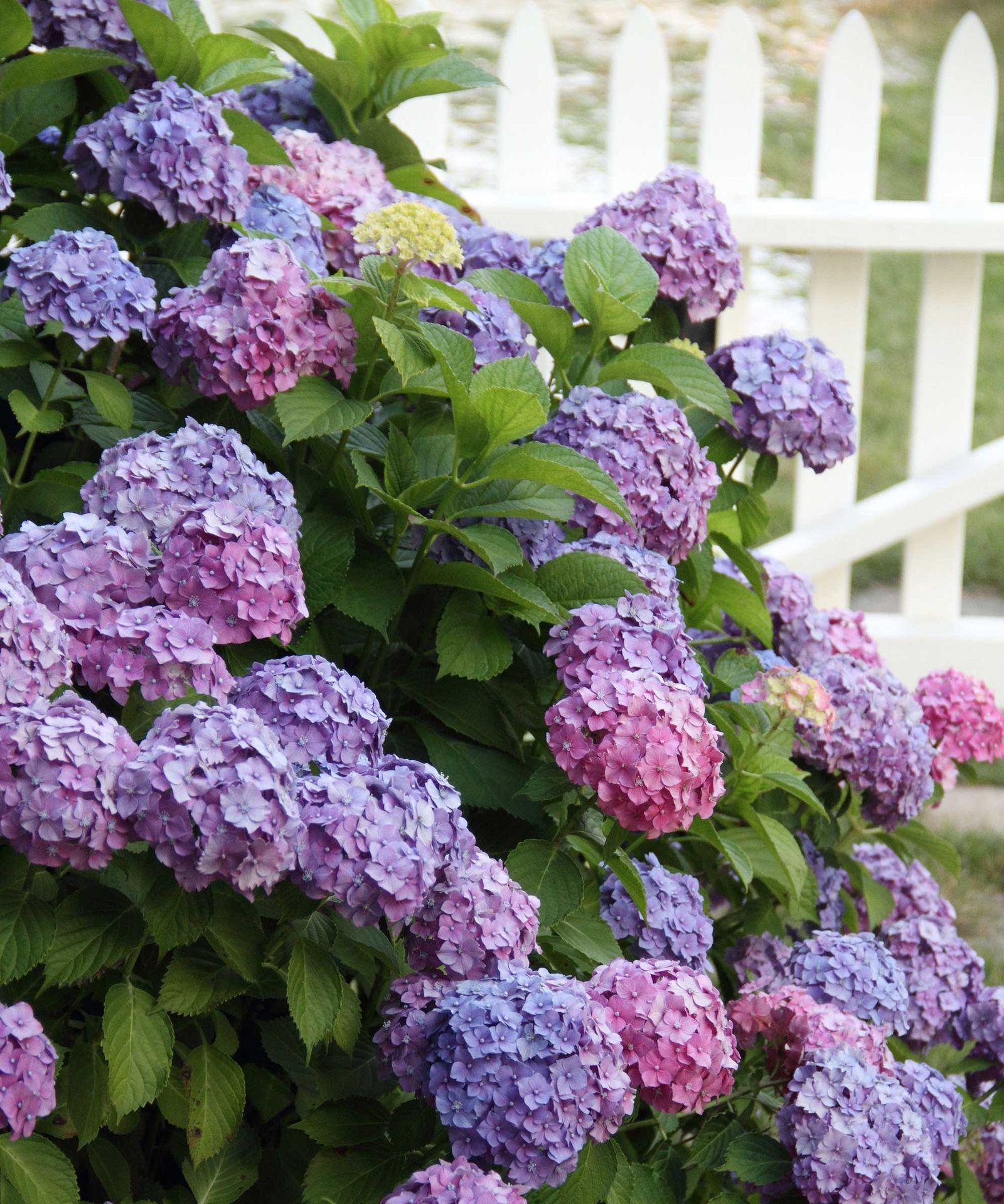 How and when to fertilize hydrangeas