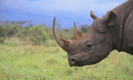 Crushed rhino-horn powder can sell for as much as $25,000 per pound on the black market.