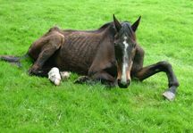 Jane_Henry's_horse.JPG