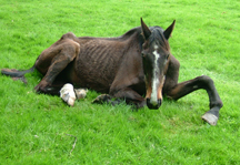 Jane_Henry's_horse.JPG