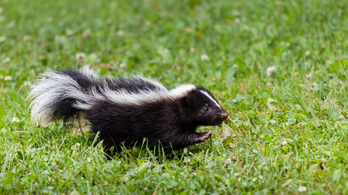 Sprayed by a skunk? Step away from the tomato juice | Advnture