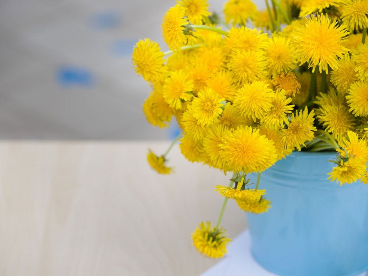 Indoor Potted Dandelions