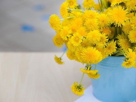 Indoor Potted Dandelions