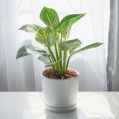 Houseplant in white pot sits in bright indirect sunlight by window