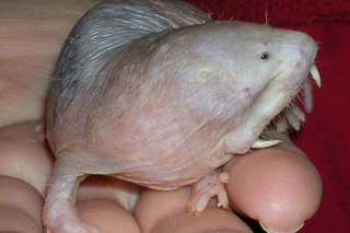 Naked mole-rats don't roar, but sometimes they look like they do.