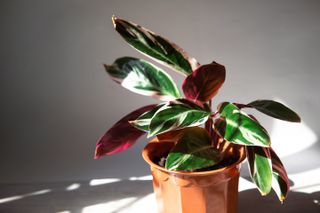 Blood-red stromanta - Stromanthe Triostar Tricolor variety